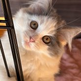 マンチカン(長足)