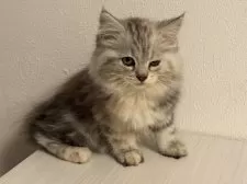 ミヌエット(長足)【栃木県・女の子・2025年7月1日・シルバーパッチドタビー】の写真3