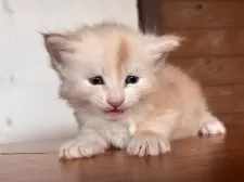 メインクーン【栃木県・男の子・2025年10月10日・クリーム&ホワイト】の写真4