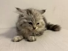 ミヌエット(長足)【栃木県・女の子・2025年7月1日・シルバーパッチドタビー】の写真7