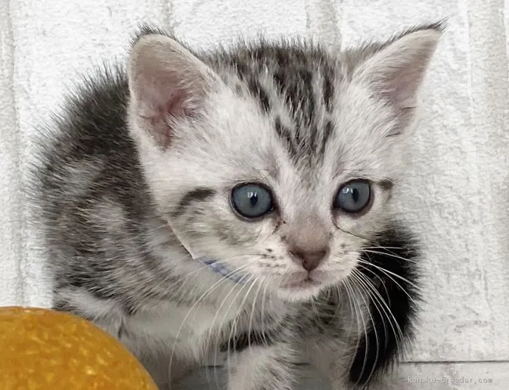 ID:2007-00980の子猫