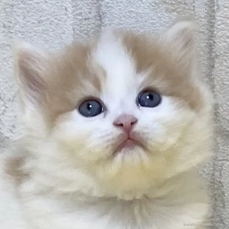 ID:2304-01318の子猫