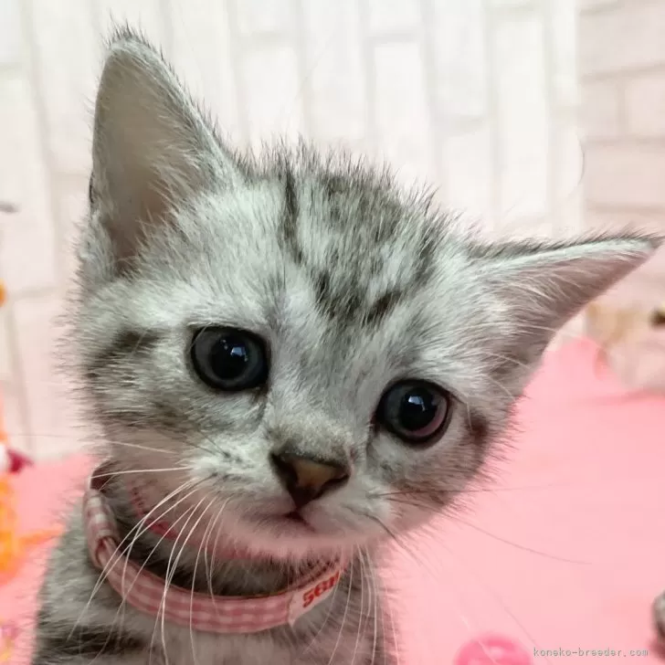 ID：2405-01871の子猫
