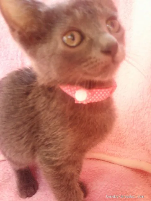 ID:2005-00426の子猫
