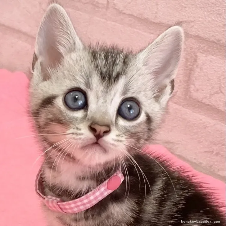ID:2307-03416の子猫
