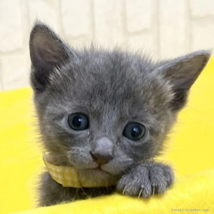ID:2312-01244の子猫