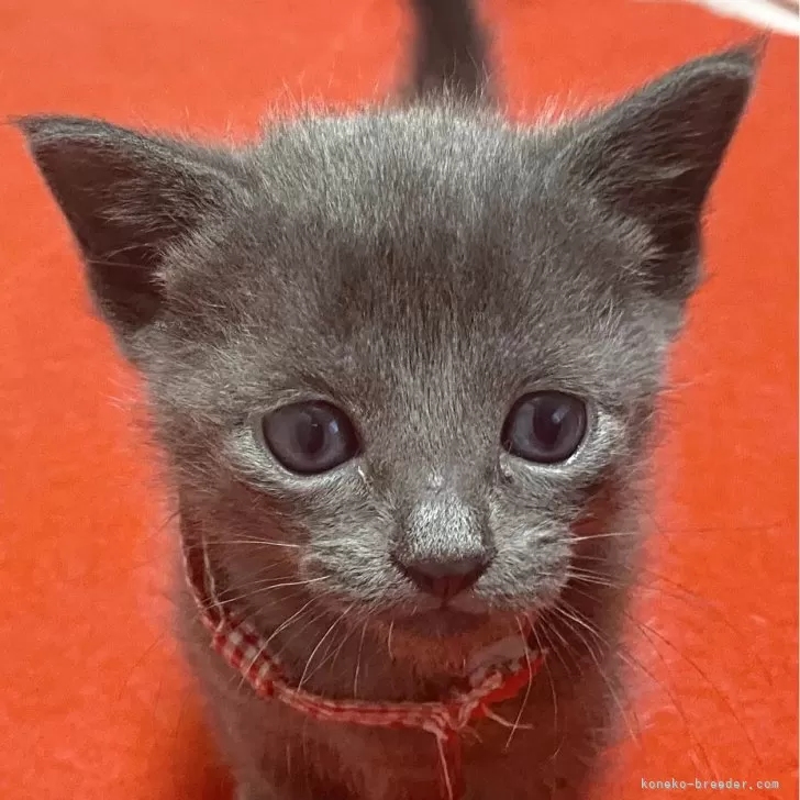 ID:2312-02530の子猫