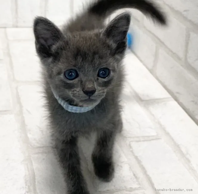 ID:2107-02500の子猫