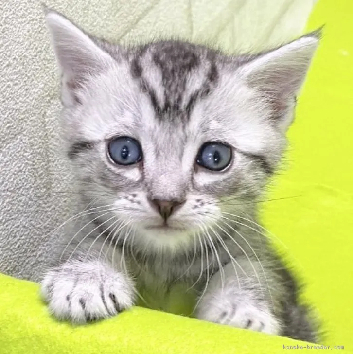 ID:2311-00089の子猫