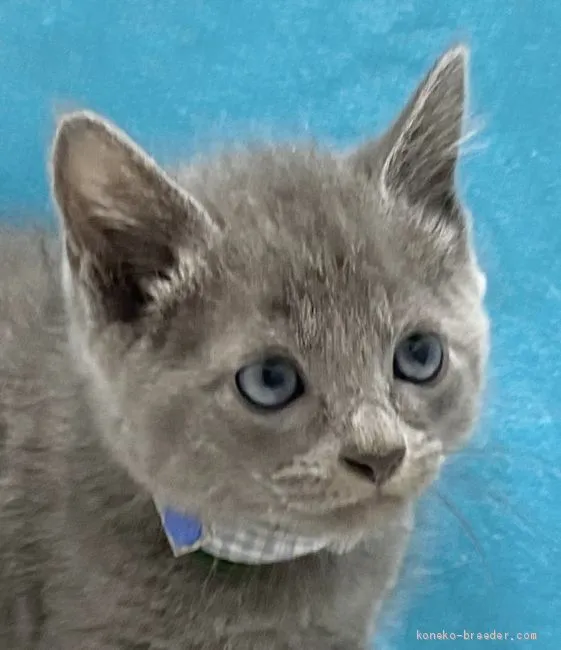 ID:2009-01025の子猫