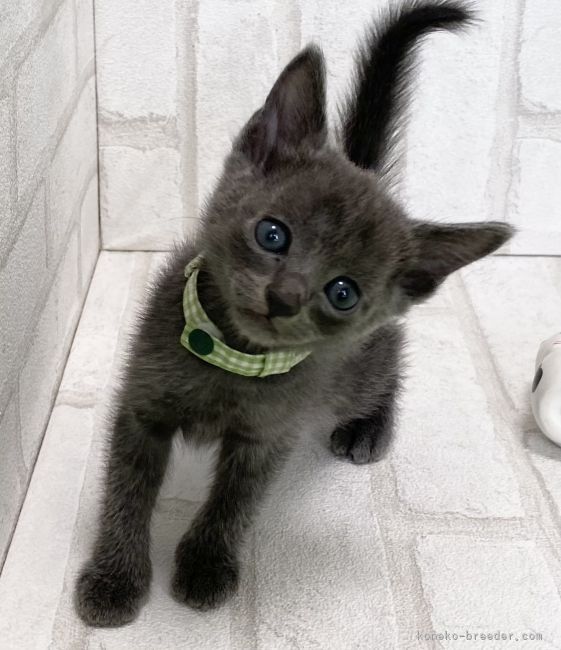 たまのママ 様のお迎えした子猫