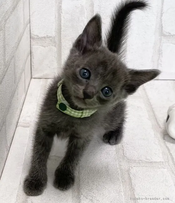ID:2107-02543の子猫