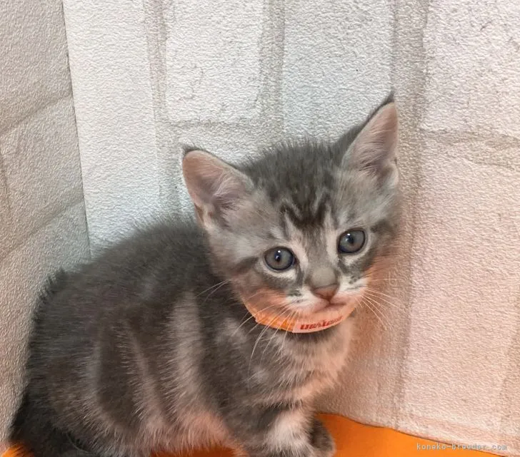 ID：2203-00320の子猫