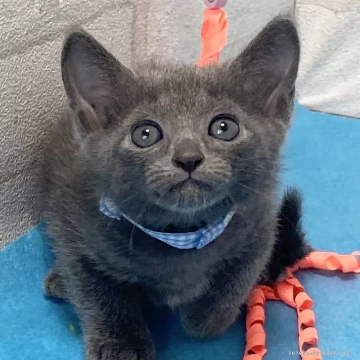 ID：2410-01435の子猫