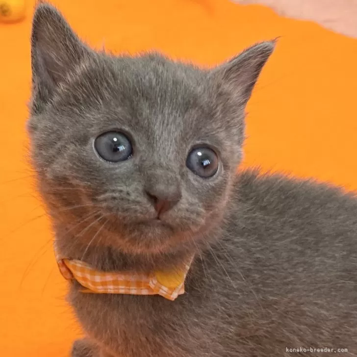 ID:2408-00400の子猫