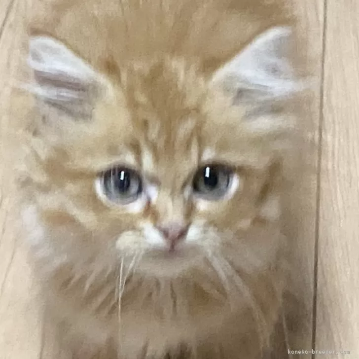 ID:2410-02477の子猫