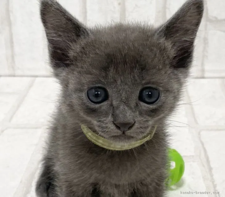ID:2205-02604の子猫