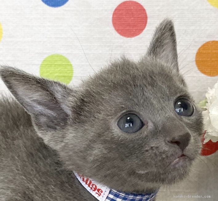 銀杏 様のお迎えした子猫