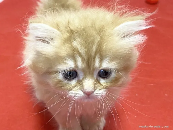 ID:2204-02336の子猫