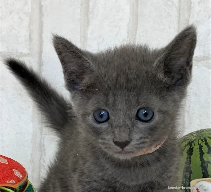 ID:2008-00756の子猫