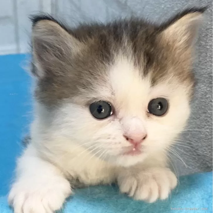 ID:2312-02528の子猫