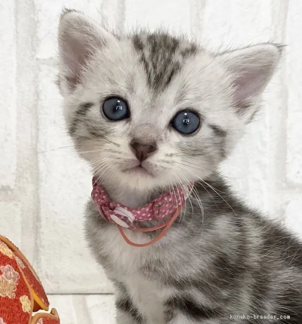 ID：2007-00976の子猫