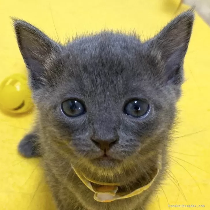 ID：2408-00399の子猫