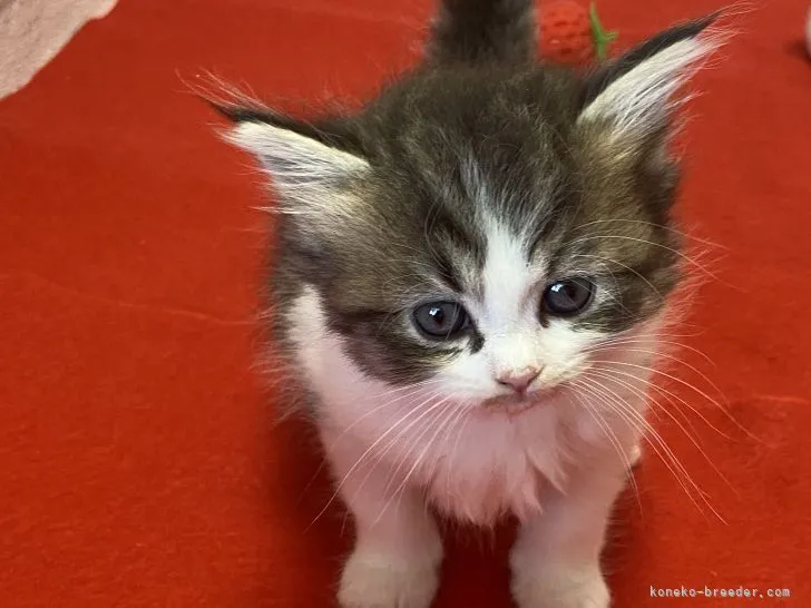 ID:2111-01109の子猫