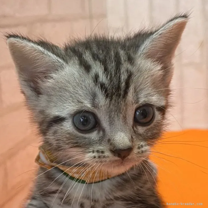 ID：2309-02302の子猫