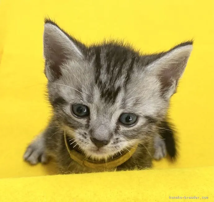 ID:2203-02200の子猫