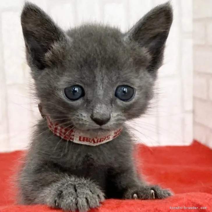 ID：2210-02603の子猫