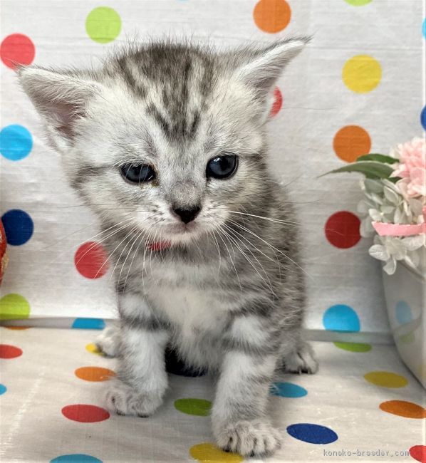 ハル 様のお迎えした子猫