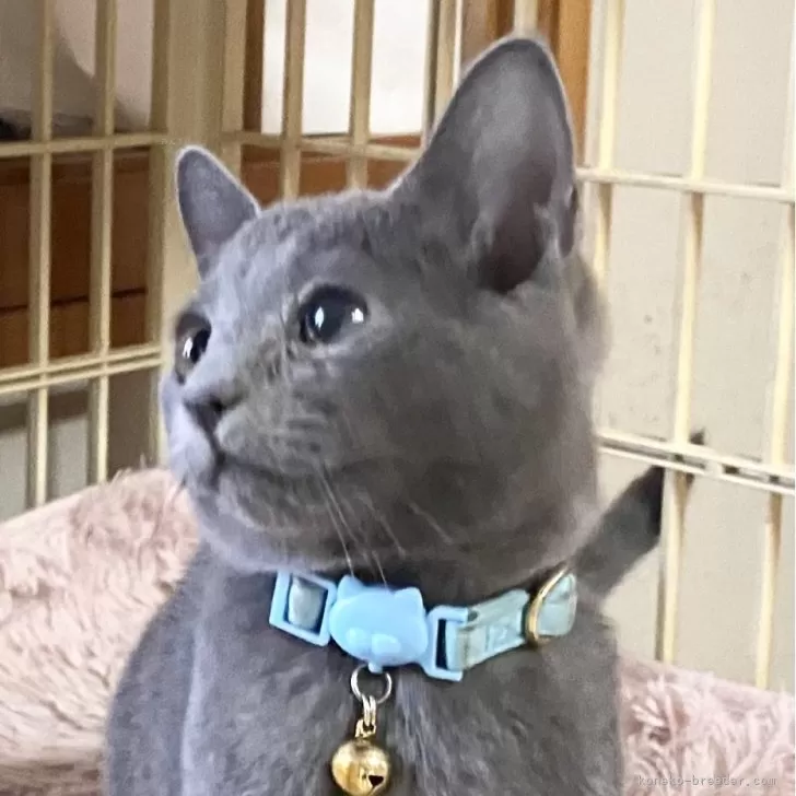 ID:2401-00476の子猫