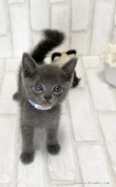 ID:2007-00592の子猫