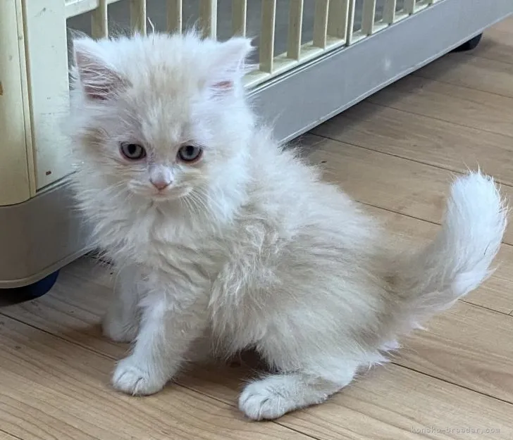 ID：2104-01651の子猫