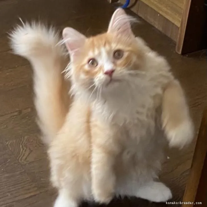 ID：2206-01957の子猫