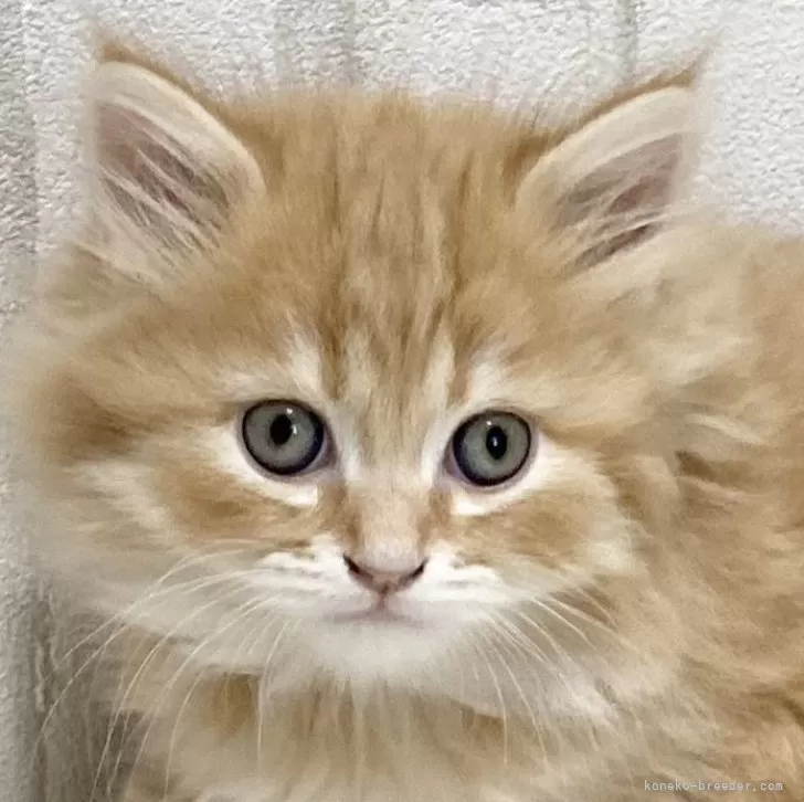 ID:2402-02332の子猫