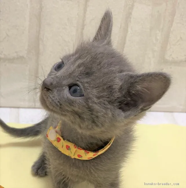 ID：2009-00563の子猫