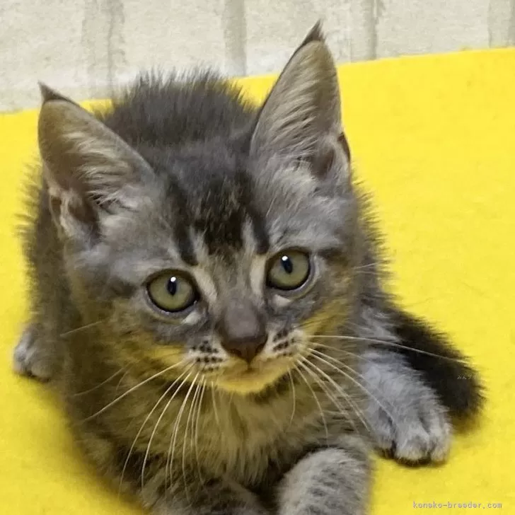 ID：2410-01612の子猫