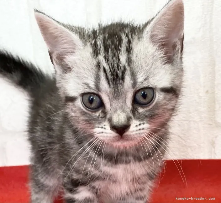 ID：2103-01678の子猫
