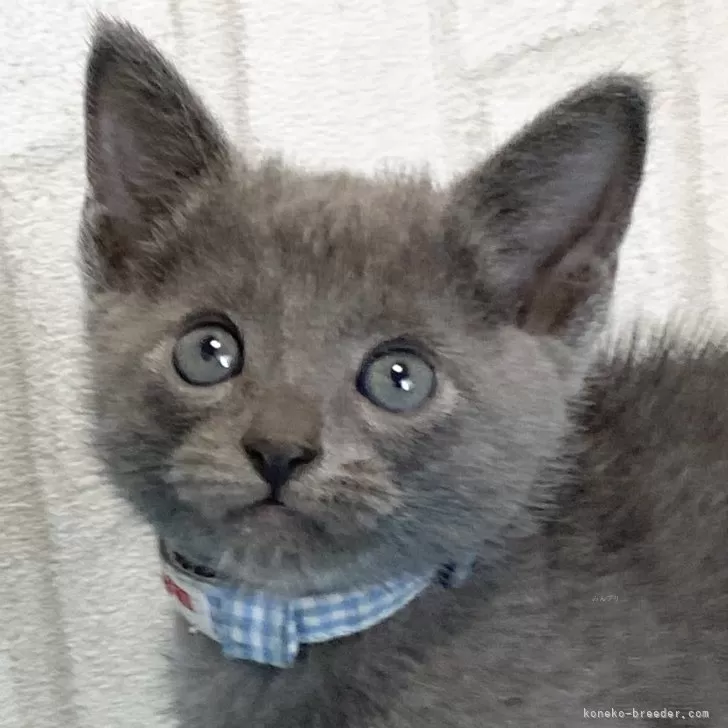 ID:2409-00802の子猫