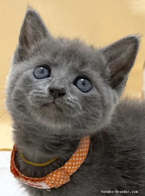 ID:2009-01030の子猫