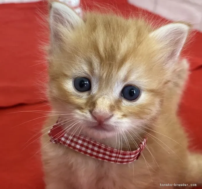 ID：2106-02474の子猫