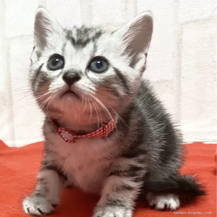 ID：2409-01739の子猫