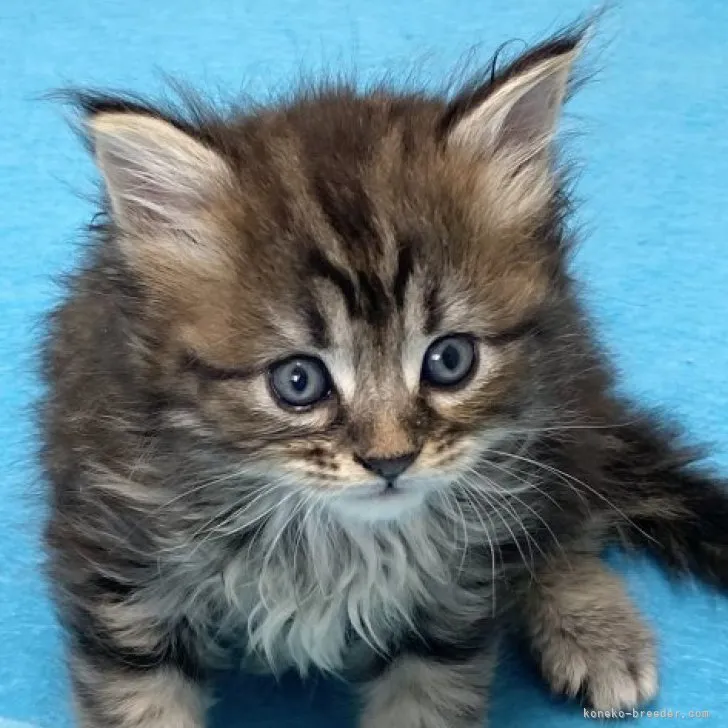 Mechan 様のお迎えした子猫