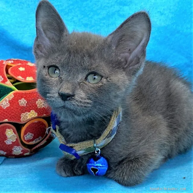 ID：2006-00439の子猫