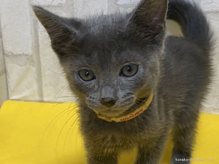 ID:2110-01992の子猫