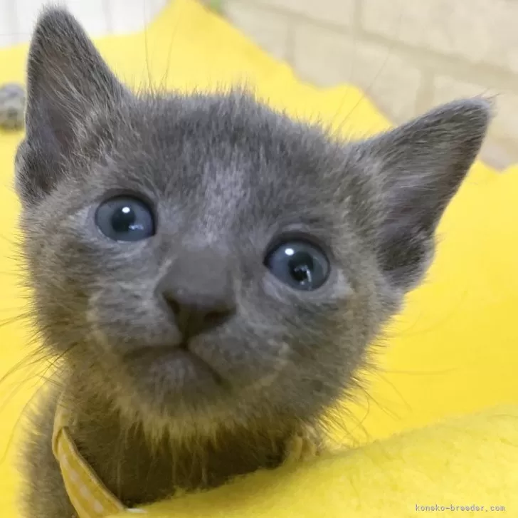 ID:2404-02325の子猫