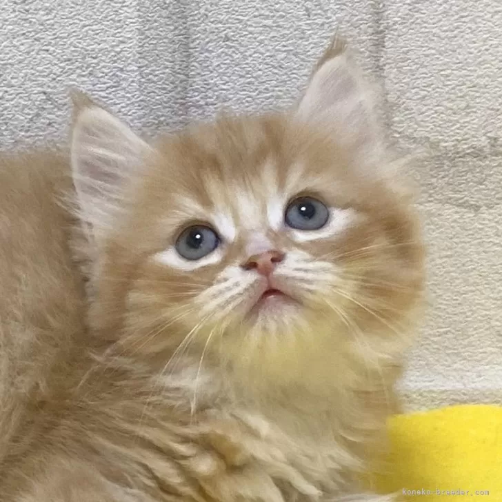 ID:2406-01073の子猫