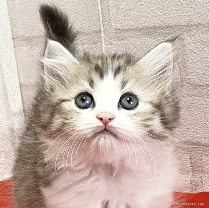 ID:2405-01875の子猫